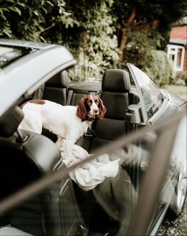 Gallery image 5: throw-a-dog-a-bone