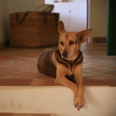 Pet Friendly Villas: Invite your furry friends on your honeymoon