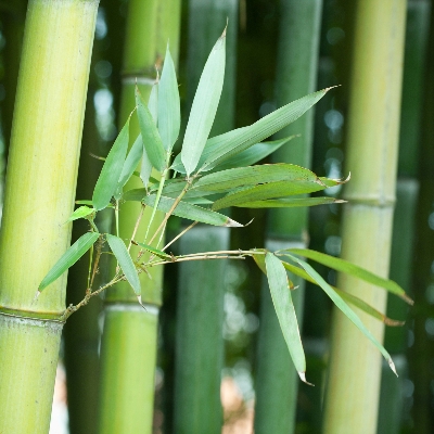 Wedding News: Brilliant bamboo massage!