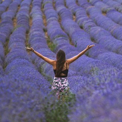 Beauty News: An expert guide to lavender's health benefits