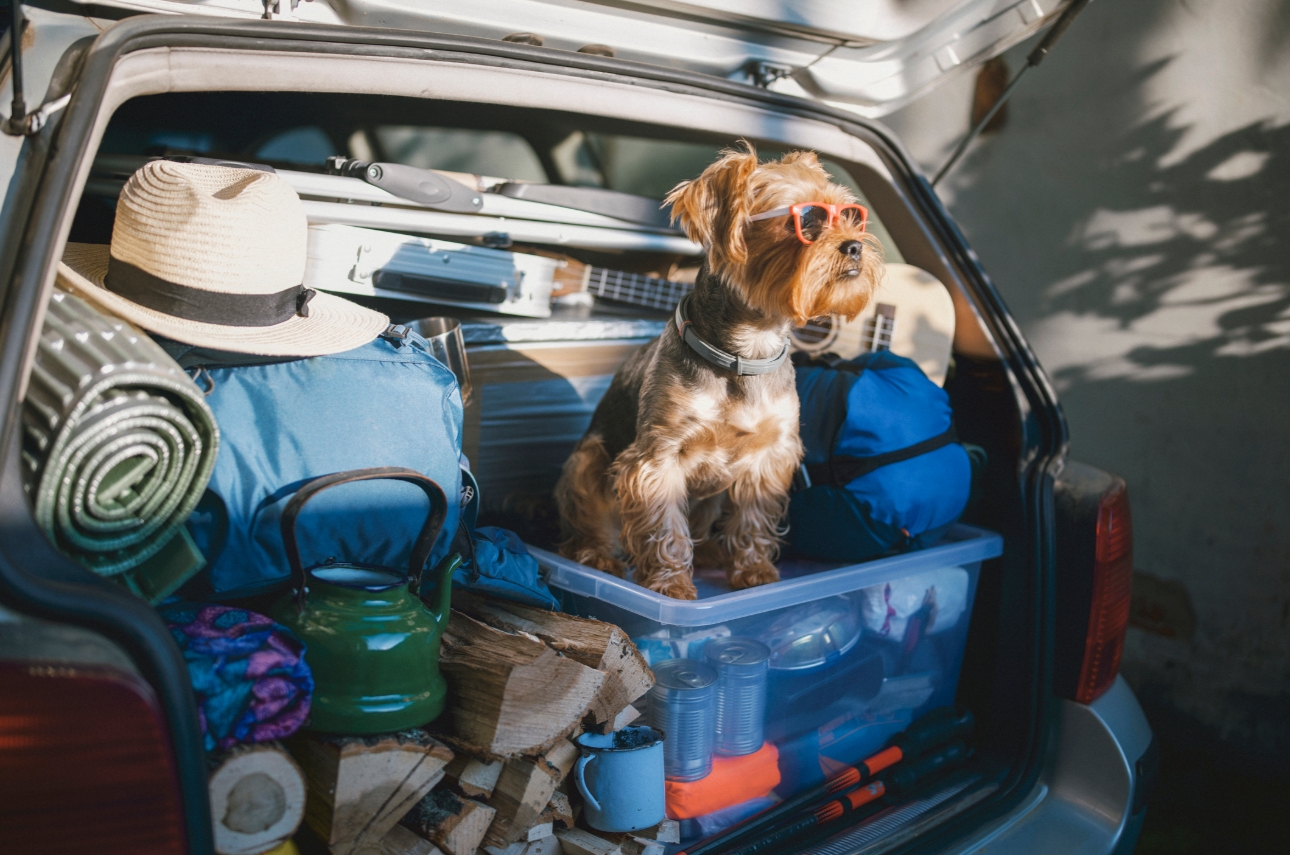 dog in the back of a car with luggage