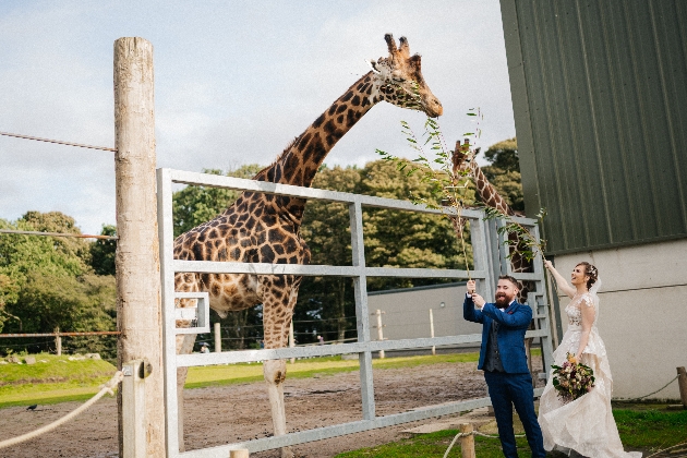 Bride and groom feeding a giraffe at Yorkshire Wildlife Park