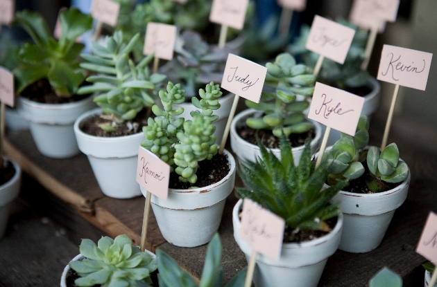 mini potted succulent favours