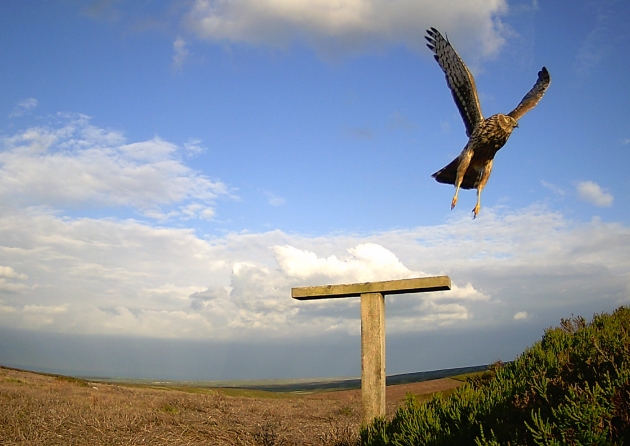 Hen harrier flying at Swinton Estate 