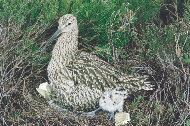 curlew chick and nest