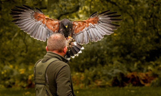 bird handler holding a bird