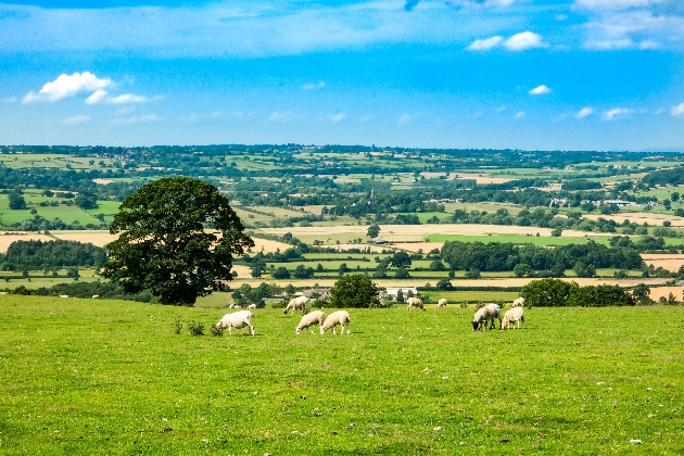 field views with sheep grazing