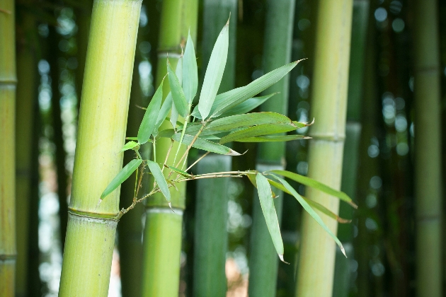 bamboo 