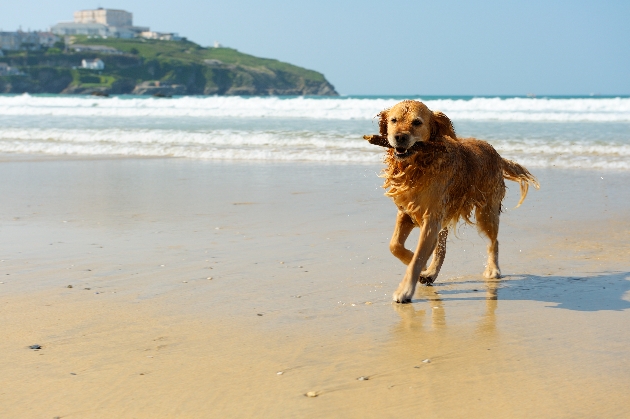 Dog on the beach with a stick in its mouth