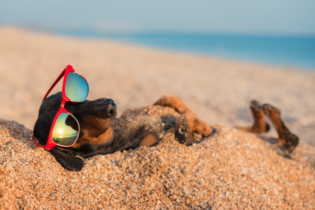 Dog lying in the sand with sunglasses on