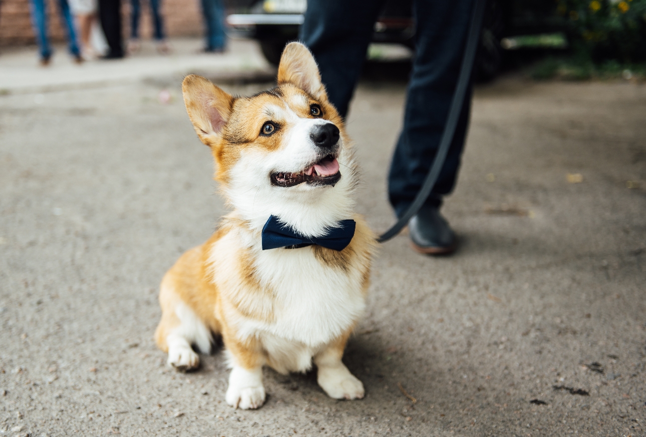 young corgi on lead with a bow tie