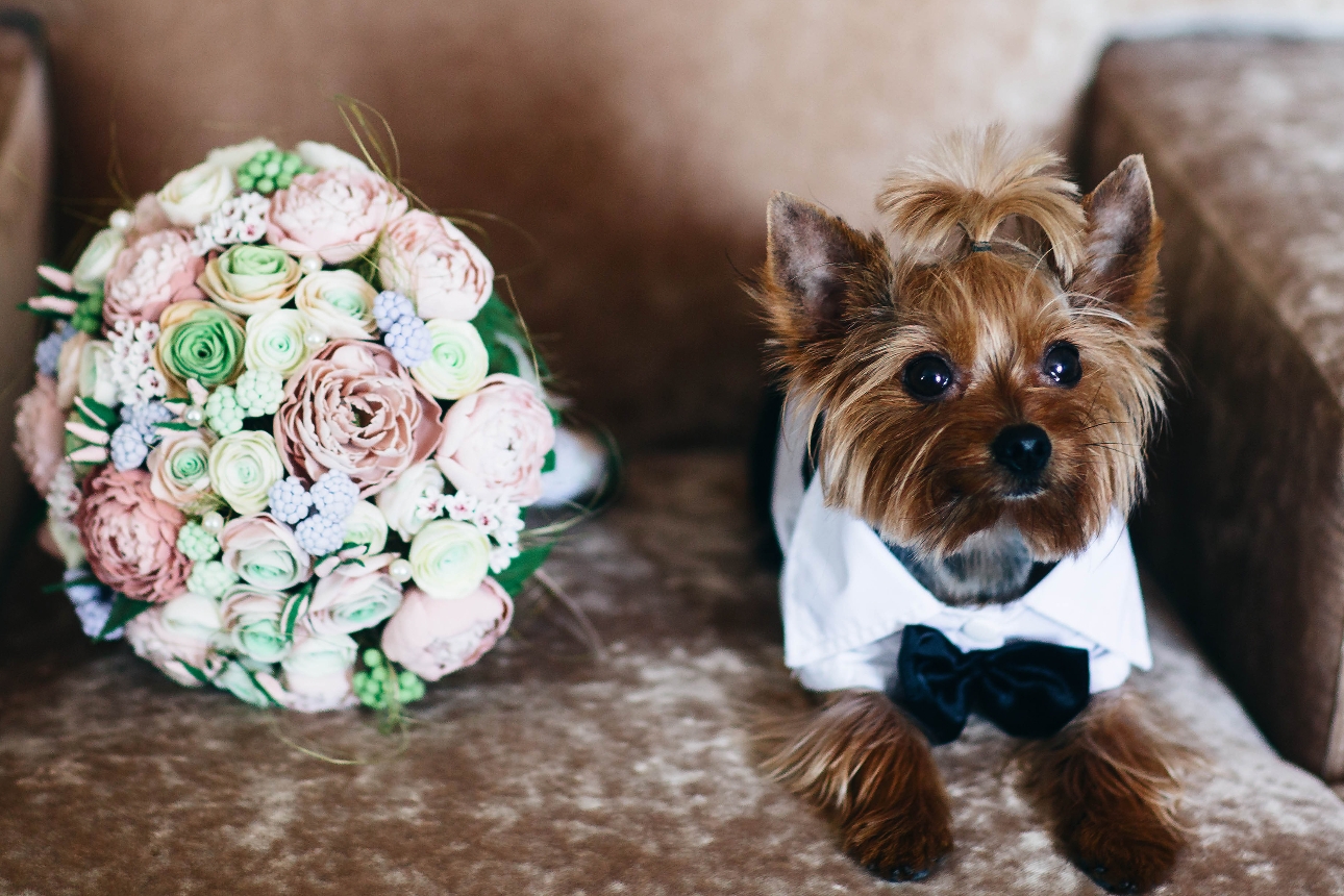 little yorkie dog in bowtie on sofa with bridal bouquet