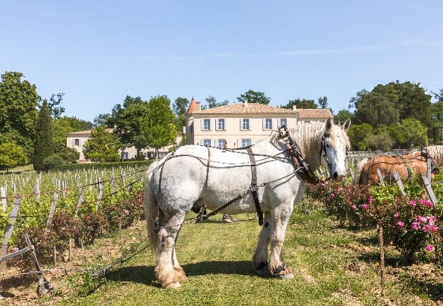 A white horse standing in front of a white building