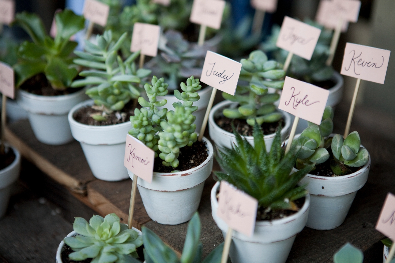 succulent favours in plant pots